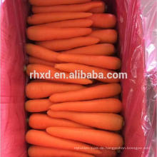 orange rote chinses Karotte frische Karotte